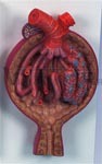 Malpighian Corpuscle of Kidney Model, 700 times full-size